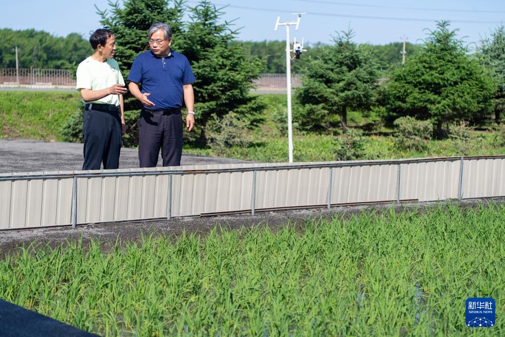 用科技守护黑土稻香——探访中国水稻研究所北方水稻研究中心 用科技守护黑土稻香——探访中国水稻研究所北方水稻研究中心