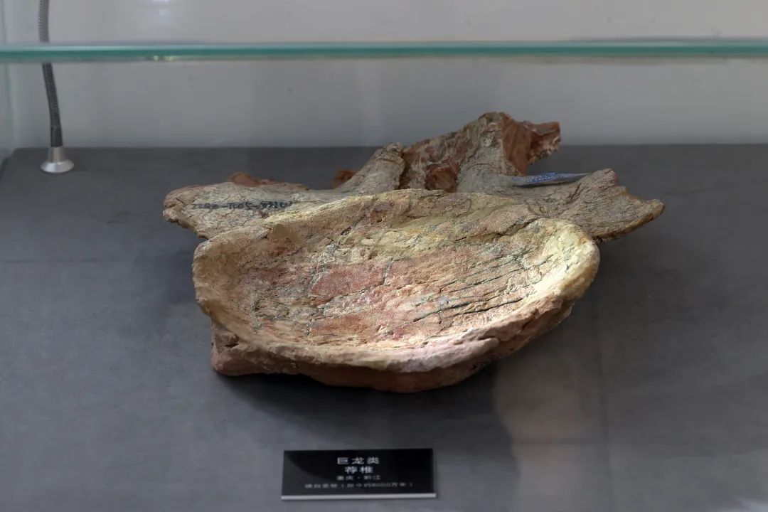 全国罕见!侏罗纪+白垩纪恐龙化石群,重庆同时拥有了! 全国罕见!侏罗纪+白垩纪恐龙化石群,重庆同时拥有了!