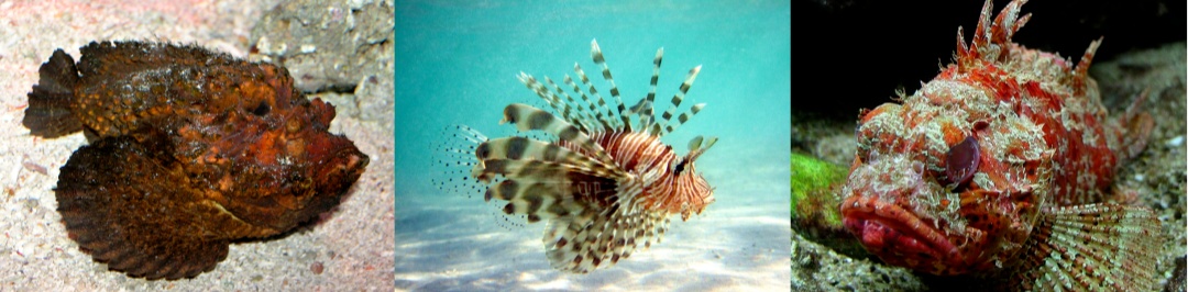 捡海鲜致拇指被击穿?夏天赶海这些生物千万别碰! 捡海鲜致拇指被击穿?夏天赶海这些生物千万别碰!