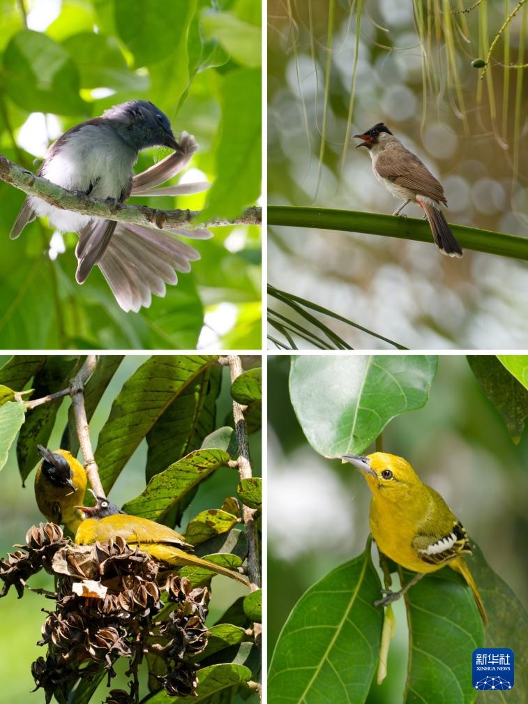 热带雨林里的飞羽精灵和它们的守护者 热带雨林里的飞羽精灵和它们的守护者