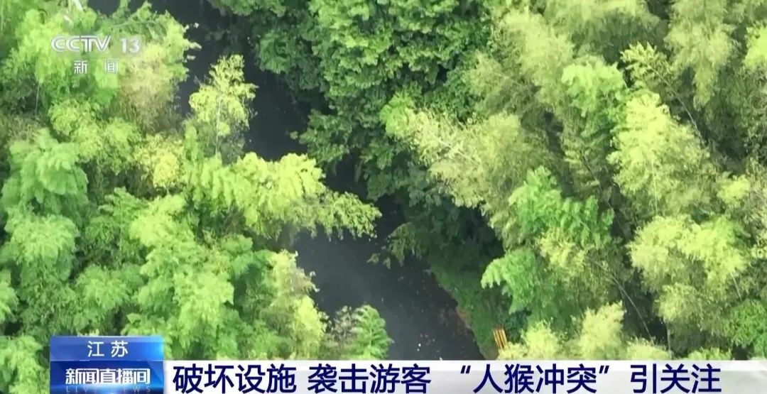 景区“月均6万元收编泼猴”引关注“人猴冲突”如何解决？