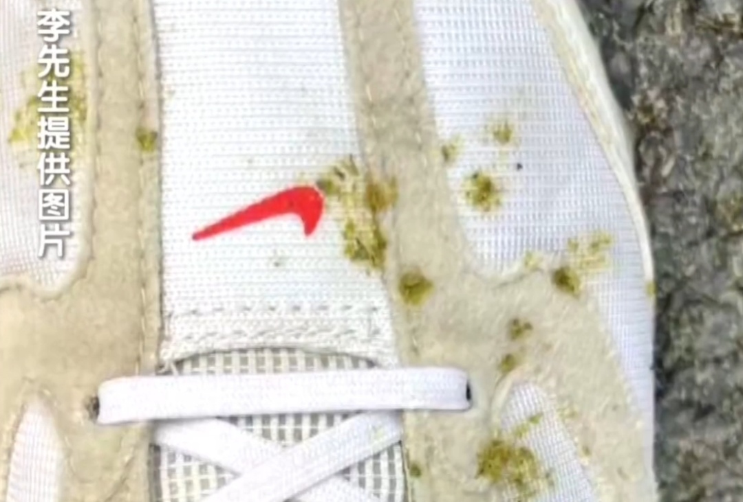 到处黏鸽粪,纱窗常年被鸽毛糊死!北京一住户头顶上竟养了200多只鸽子? 到处黏鸽粪,纱窗常年被鸽毛糊死!北京一住户头顶上竟养了200多只鸽子?