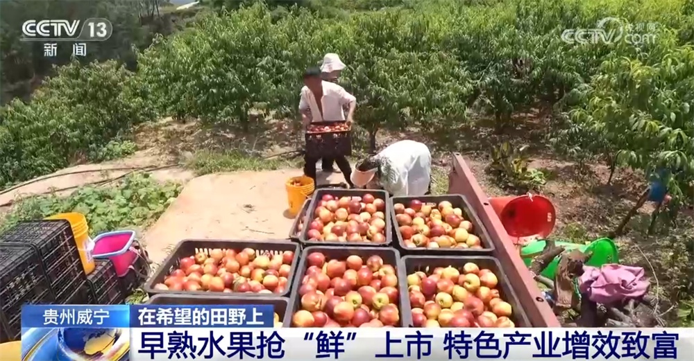 早熟水果抢“鲜”上市“钱”景好 特色产业绘就乡村振兴新画卷 早熟水果抢“鲜”上市“钱”景好 特色产业绘就乡村振兴新画卷