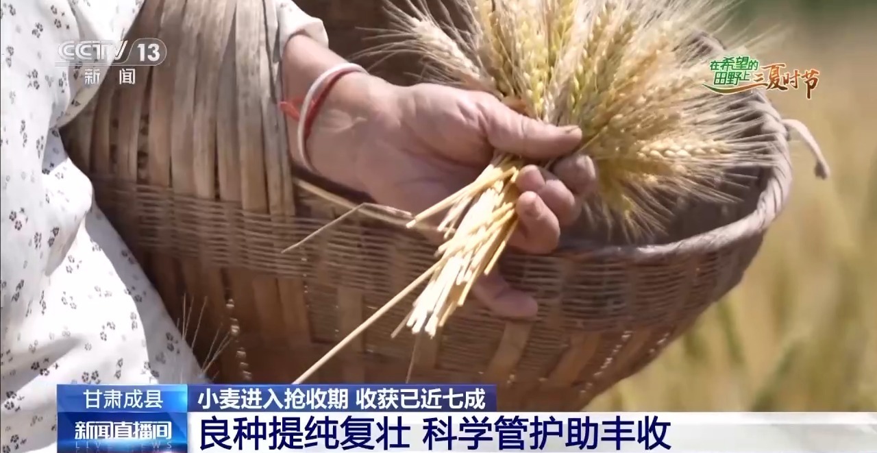 一看二数三称重四“统一” 解锁层层梯田上小麦的丰收密码 一看二数三称重四“统一” 解锁层层梯田上小麦的丰收密码