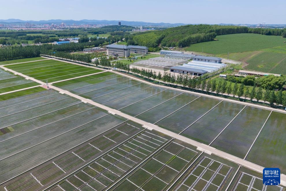 用科技守护黑土稻香——探访中国水稻研究所北方水稻研究中心 用科技守护黑土稻香——探访中国水稻研究所北方水稻研究中心