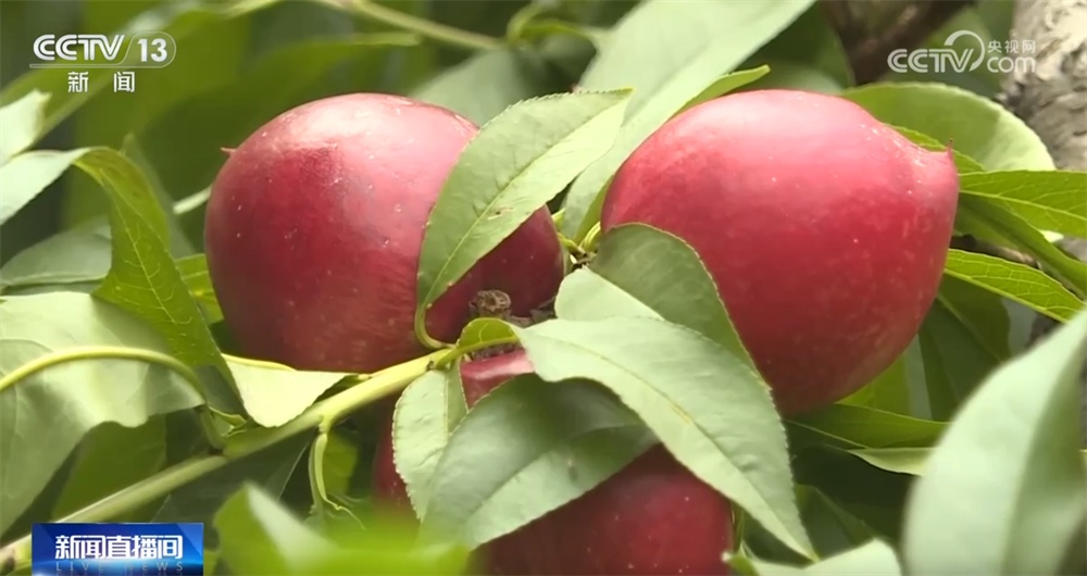 早熟水果抢“鲜”上市“钱”景好 特色产业绘就乡村振兴新画卷 早熟水果抢“鲜”上市“钱”景好 特色产业绘就乡村振兴新画卷