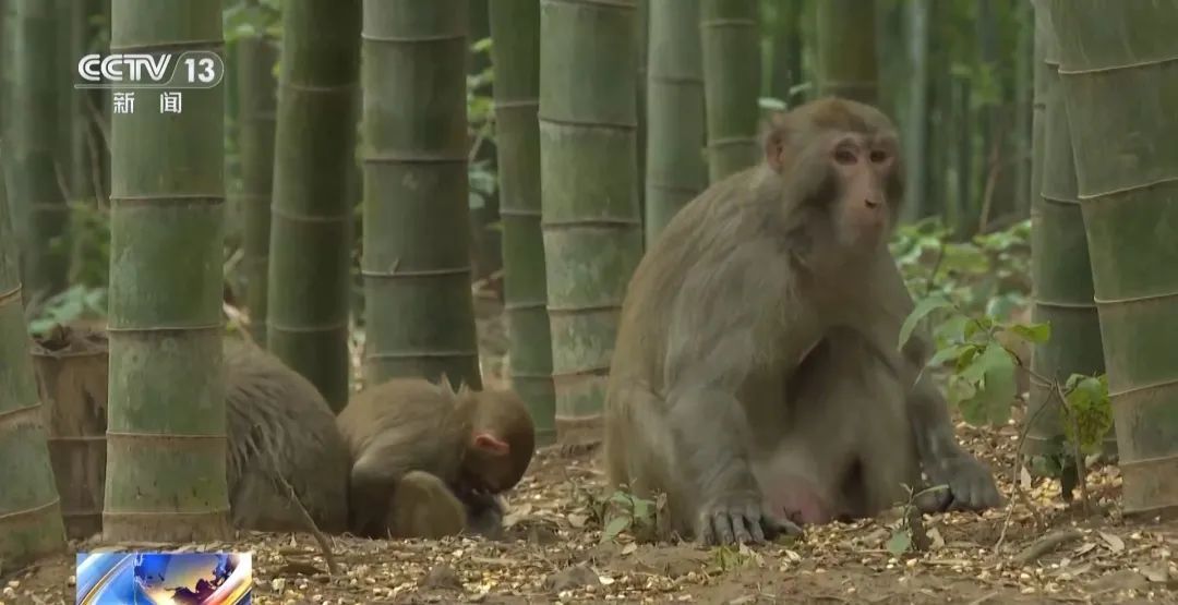 景区“月均6万元收编泼猴”引关注“人猴冲突”如何解决？