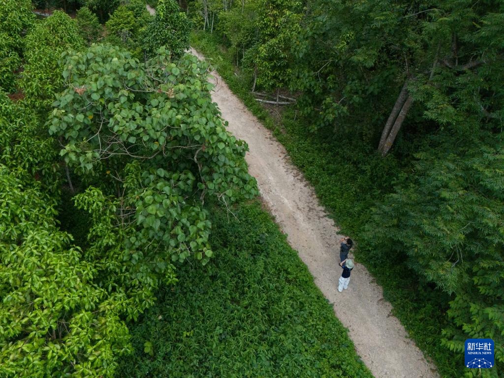 热带雨林里的飞羽精灵和它们的守护者 热带雨林里的飞羽精灵和它们的守护者