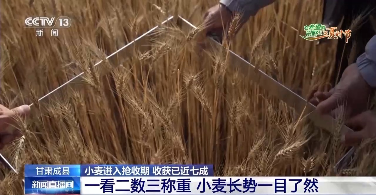 一看二数三称重四“统一” 解锁层层梯田上小麦的丰收密码 一看二数三称重四“统一” 解锁层层梯田上小麦的丰收密码