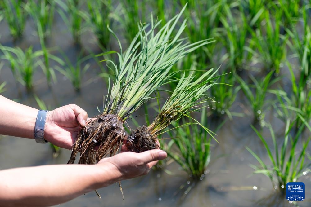 用科技守护黑土稻香——探访中国水稻研究所北方水稻研究中心 用科技守护黑土稻香——探访中国水稻研究所北方水稻研究中心