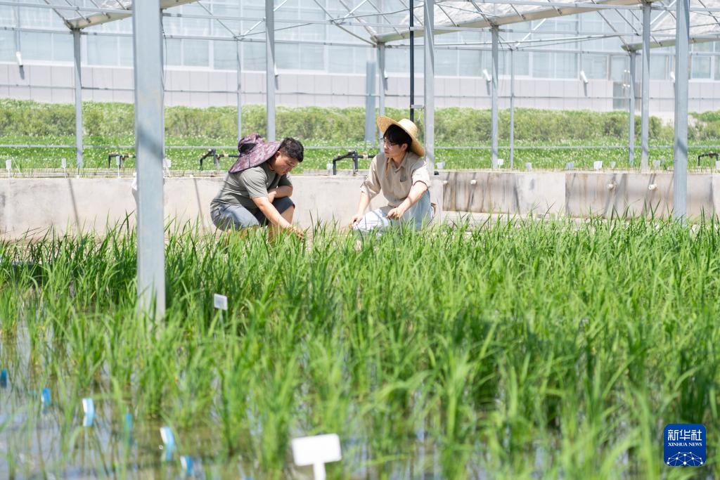 用科技守护黑土稻香——探访中国水稻研究所北方水稻研究中心 用科技守护黑土稻香——探访中国水稻研究所北方水稻研究中心