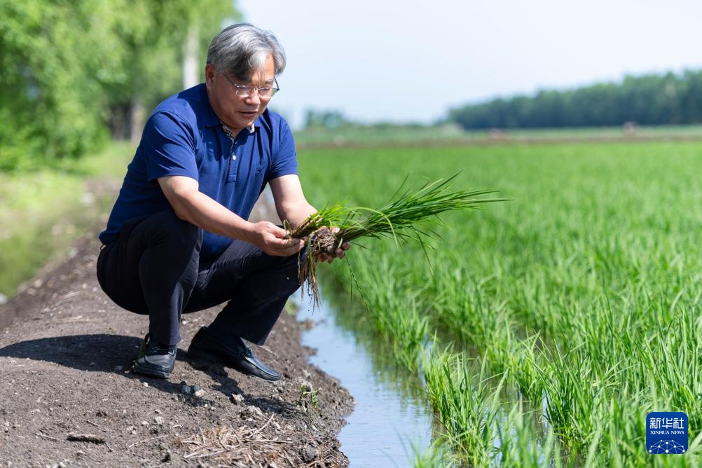 用科技守护黑土稻香——探访中国水稻研究所北方水稻研究中心 用科技守护黑土稻香——探访中国水稻研究所北方水稻研究中心