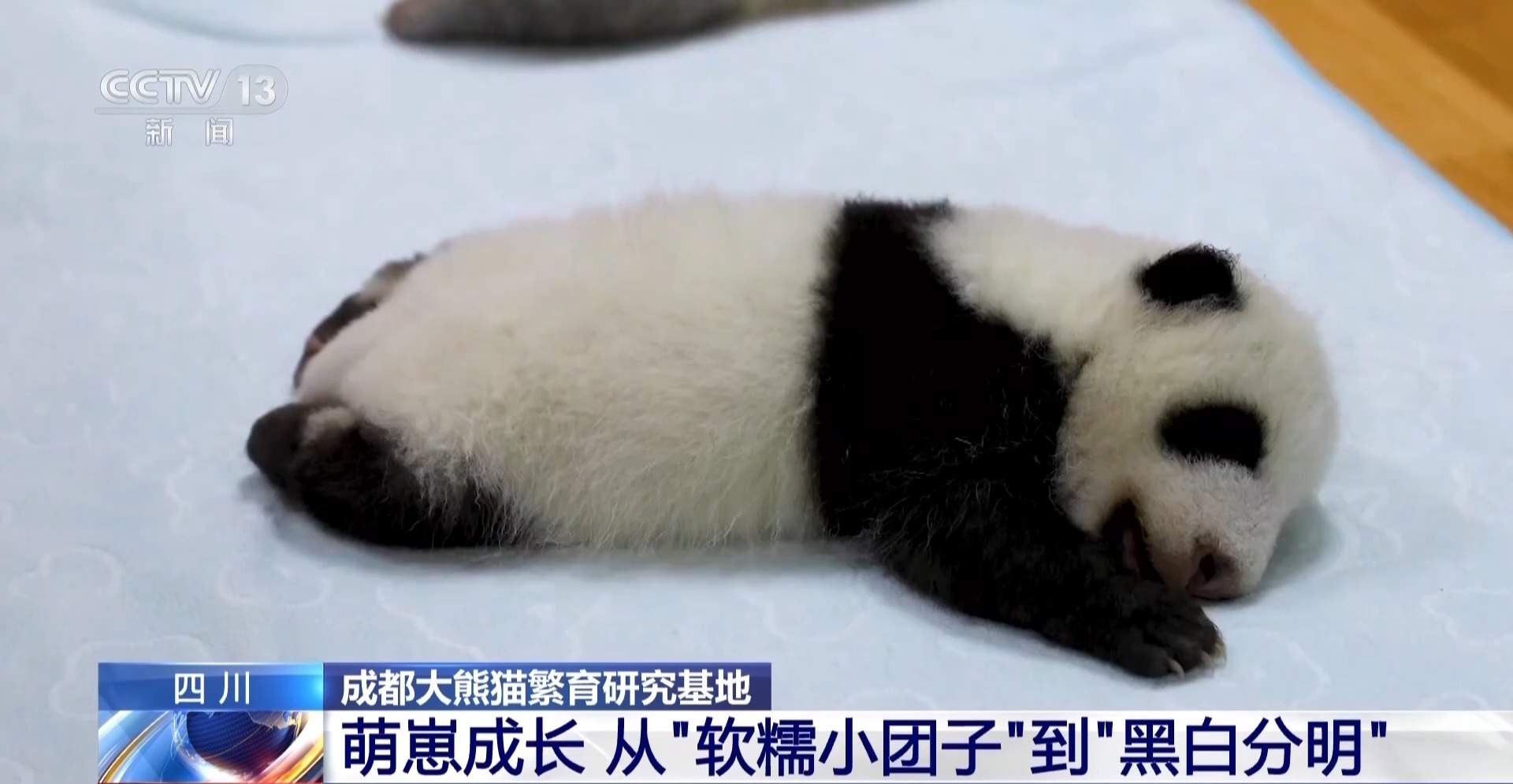 这只新出生的熊猫崽崽也太可爱了吧 这只新出生的熊猫崽崽也太可爱了吧