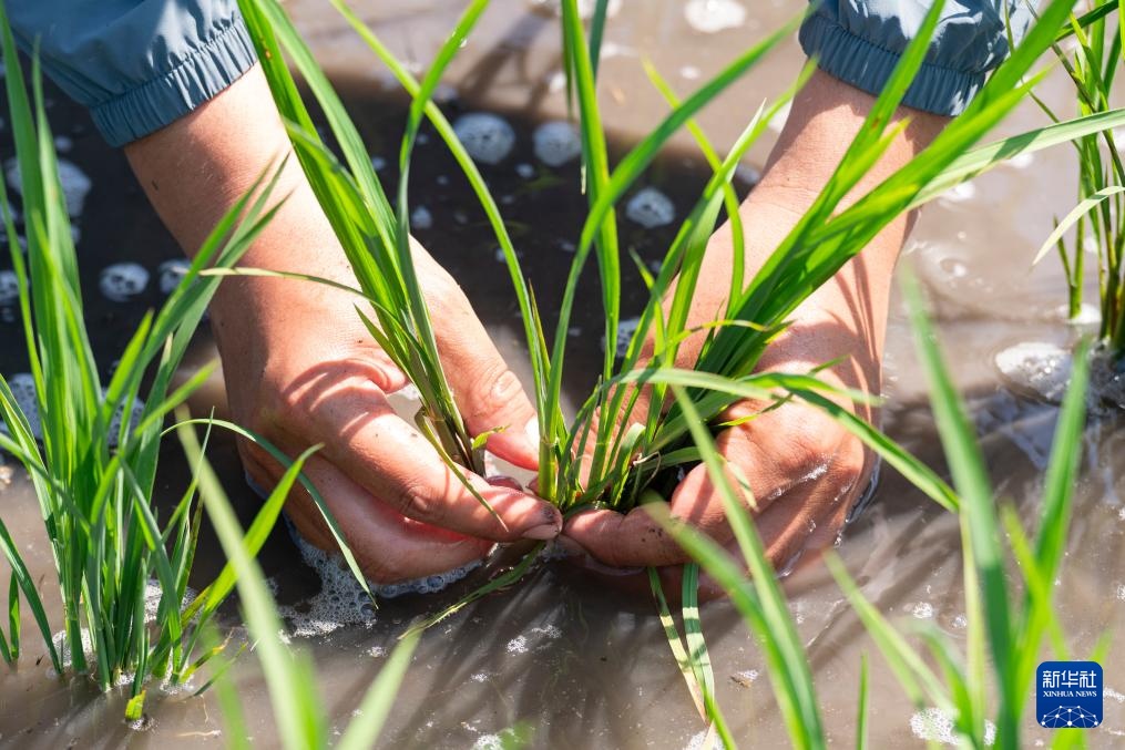 用科技守护黑土稻香——探访中国水稻研究所北方水稻研究中心 用科技守护黑土稻香——探访中国水稻研究所北方水稻研究中心