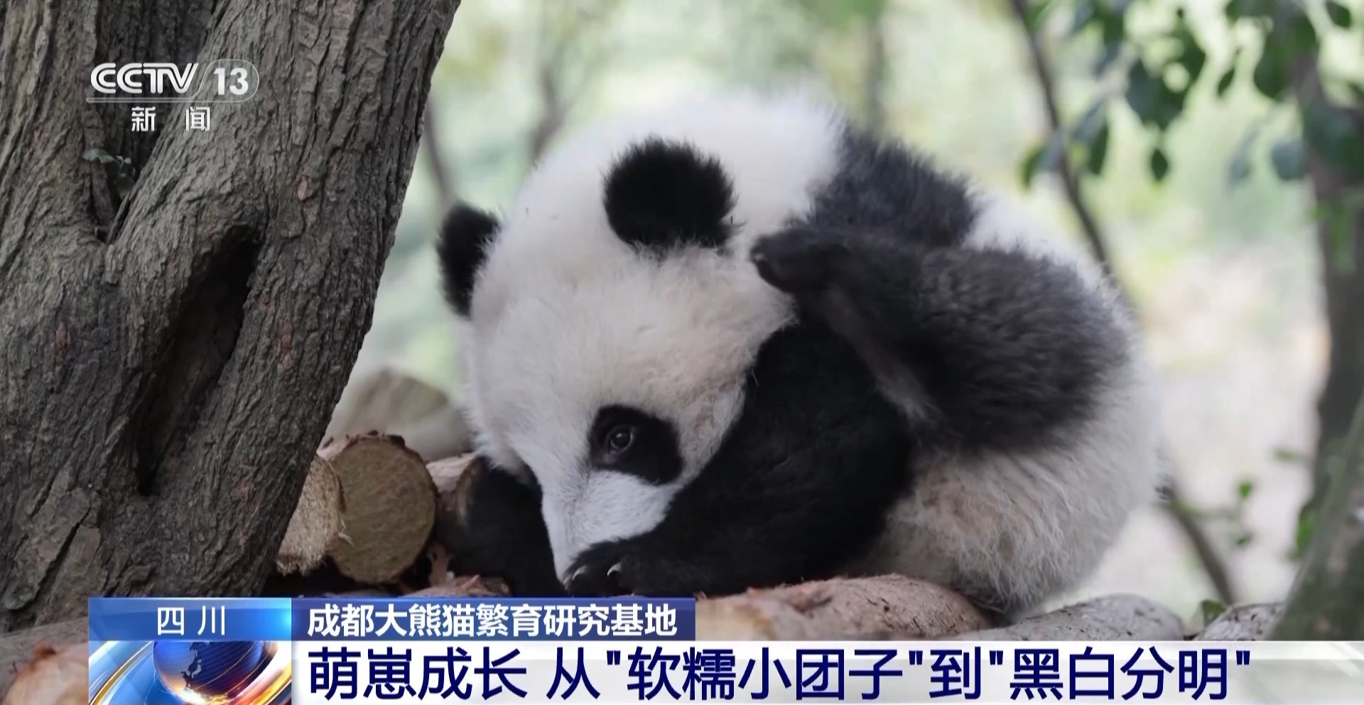这只新出生的熊猫崽崽也太可爱了吧 这只新出生的熊猫崽崽也太可爱了吧