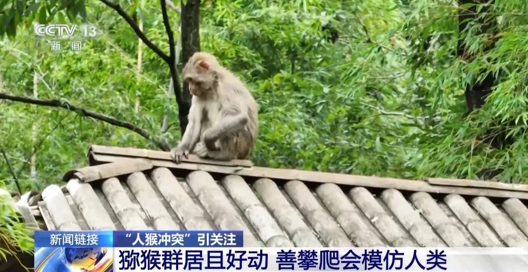 景区“月均6万元收编泼猴”引关注“人猴冲突”如何解决？