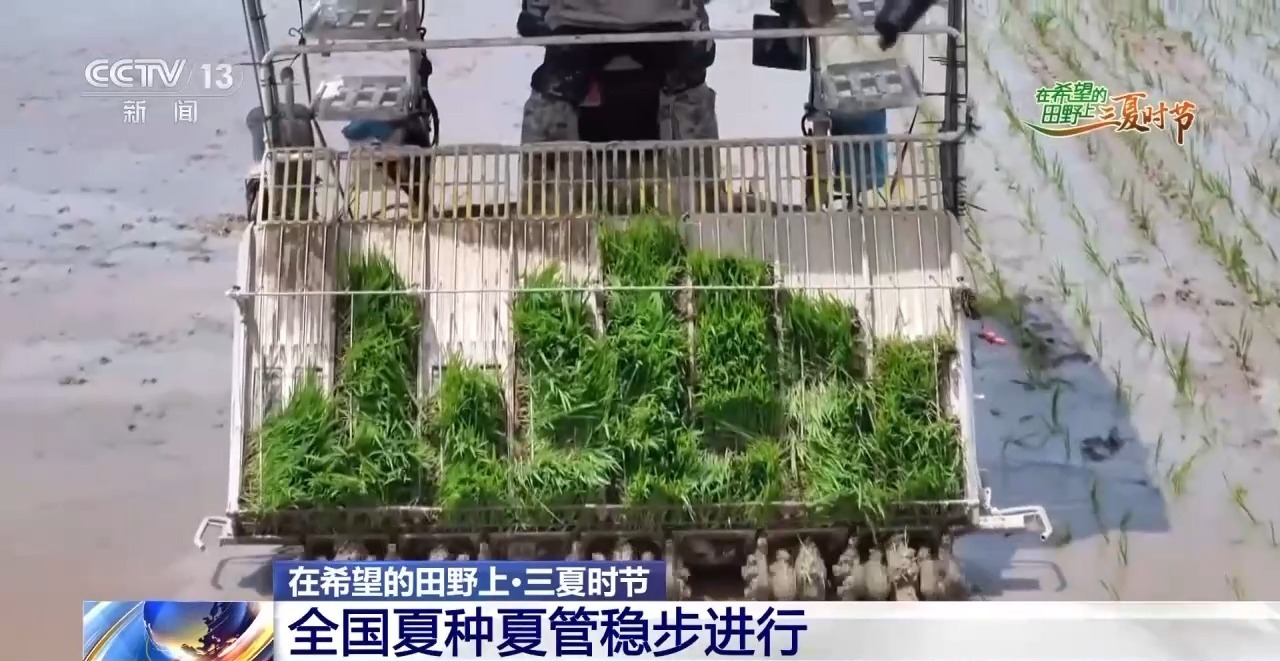 一看二数三称重四“统一” 解锁层层梯田上小麦的丰收密码 一看二数三称重四“统一” 解锁层层梯田上小麦的丰收密码