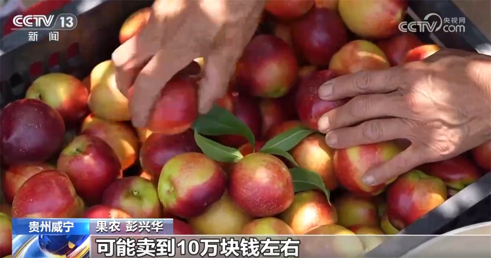 早熟水果抢“鲜”上市“钱”景好 特色产业绘就乡村振兴新画卷 早熟水果抢“鲜”上市“钱”景好 特色产业绘就乡村振兴新画卷