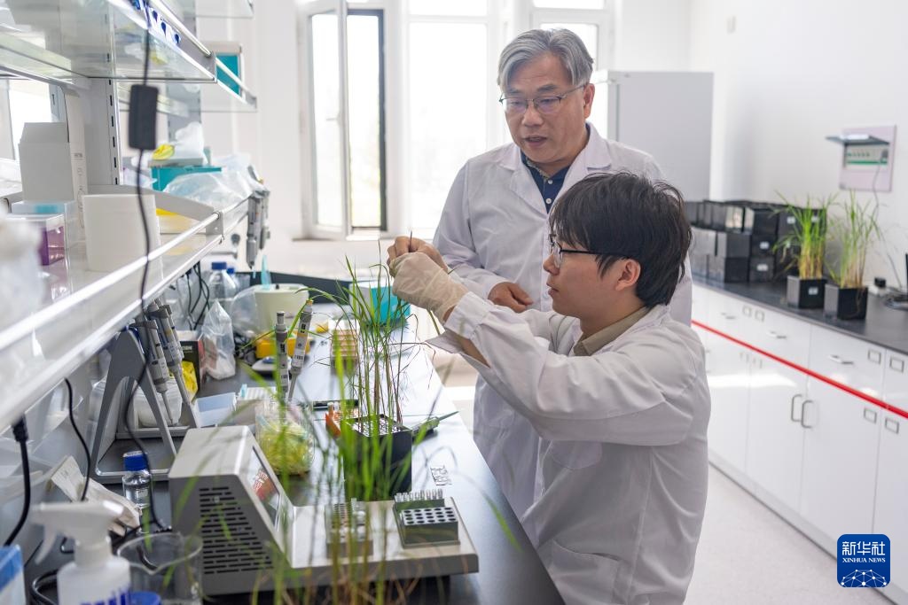 用科技守护黑土稻香——探访中国水稻研究所北方水稻研究中心 用科技守护黑土稻香——探访中国水稻研究所北方水稻研究中心