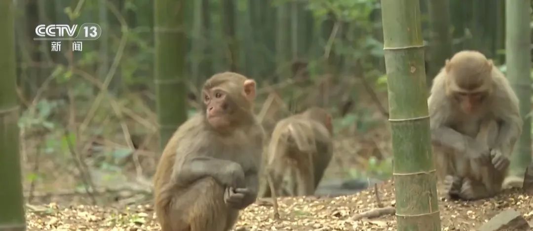 景区“月均6万元收编泼猴”引关注“人猴冲突”如何解决？