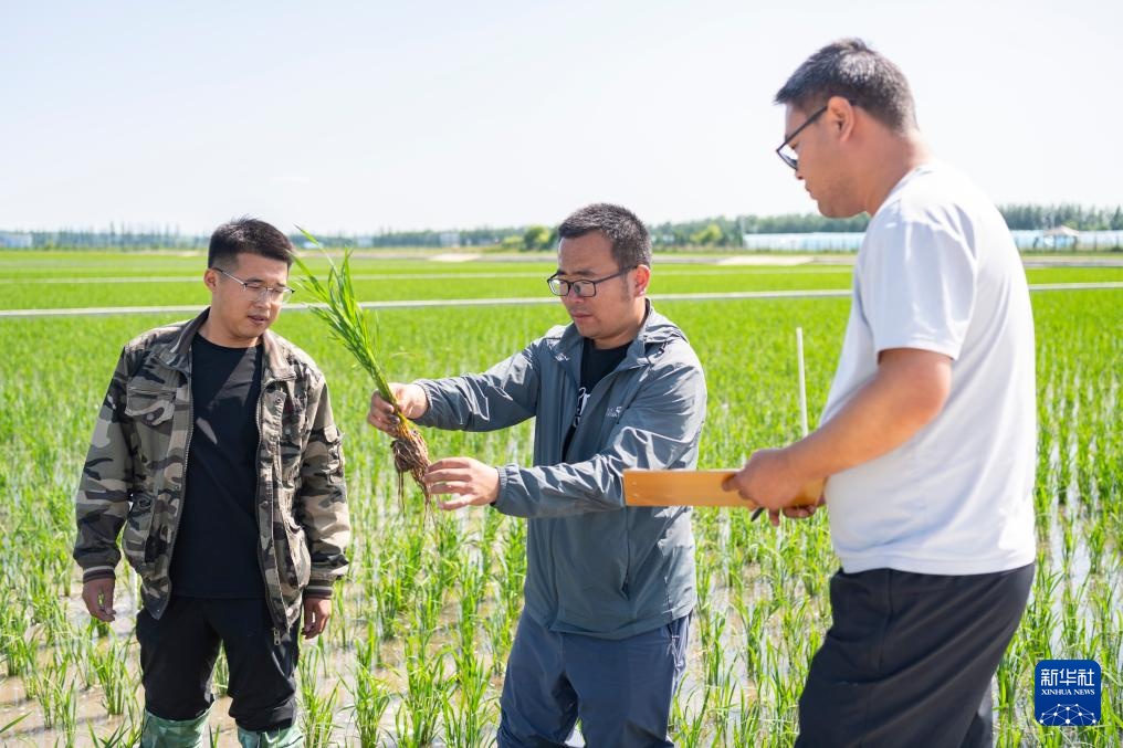 用科技守护黑土稻香——探访中国水稻研究所北方水稻研究中心 用科技守护黑土稻香——探访中国水稻研究所北方水稻研究中心