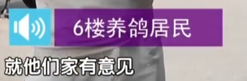 到处黏鸽粪,纱窗常年被鸽毛糊死!北京一住户头顶上竟养了200多只鸽子? 到处黏鸽粪,纱窗常年被鸽毛糊死!北京一住户头顶上竟养了200多只鸽子?