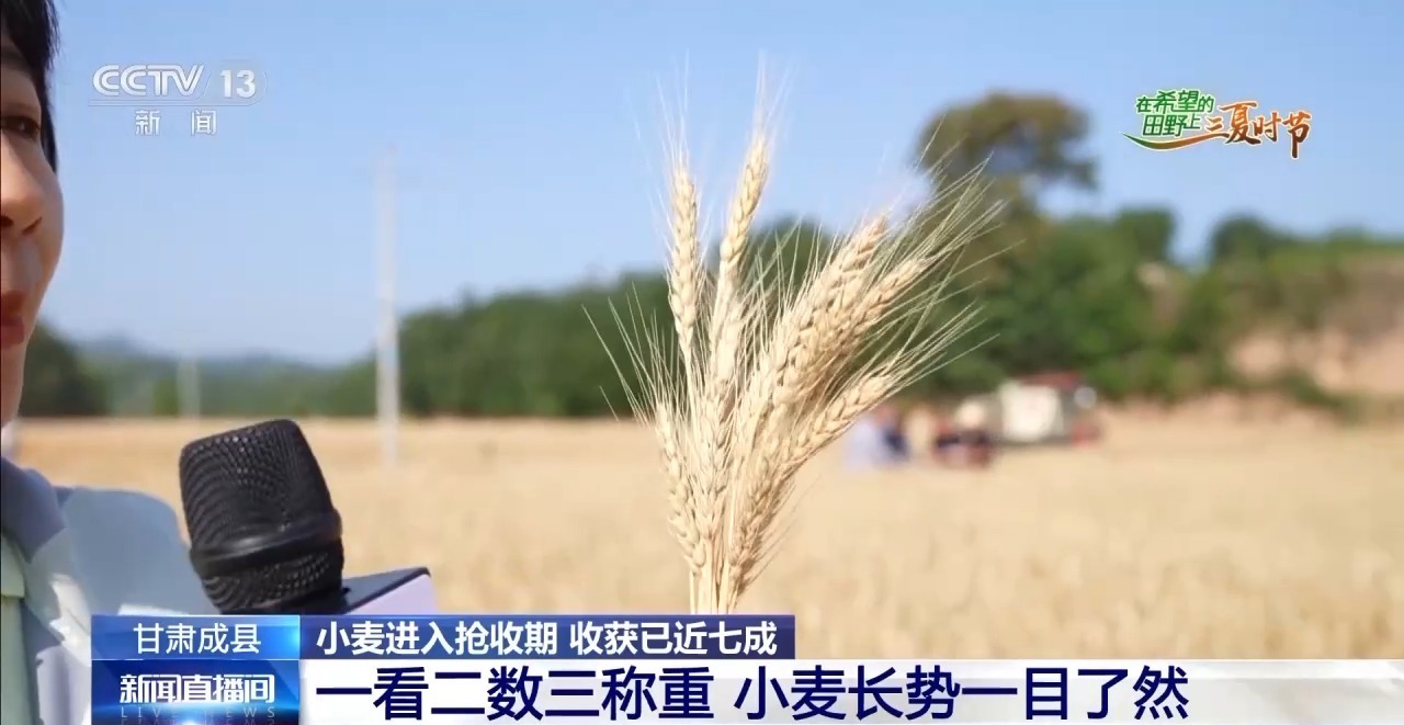 一看二数三称重四“统一” 解锁层层梯田上小麦的丰收密码 一看二数三称重四“统一” 解锁层层梯田上小麦的丰收密码