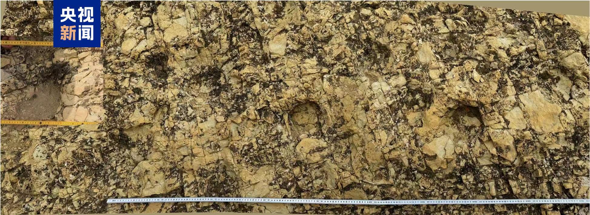 首次记录 宁夏中部发现蜥脚类恐龙大面积足迹群 首次记录 宁夏中部发现蜥脚类恐龙大面积足迹群