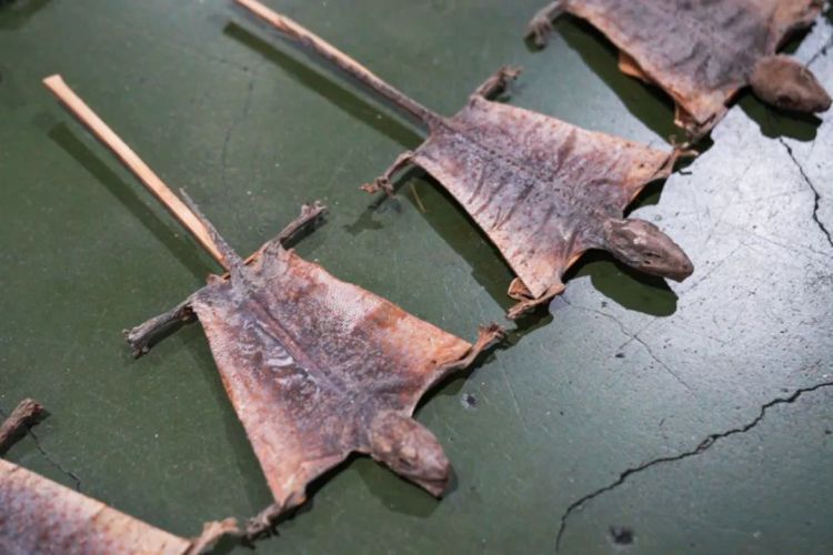 货物外包装破旧且散发浓烈异味,海关查获濒危大壁虎制品4131件 货物外包装破旧且散发浓烈异味,海关查获濒危大壁虎制品4131件