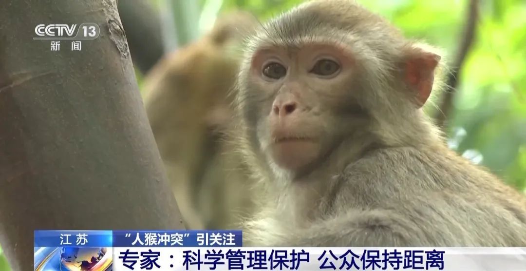 景区“月均6万元收编泼猴”引关注“人猴冲突”如何解决？