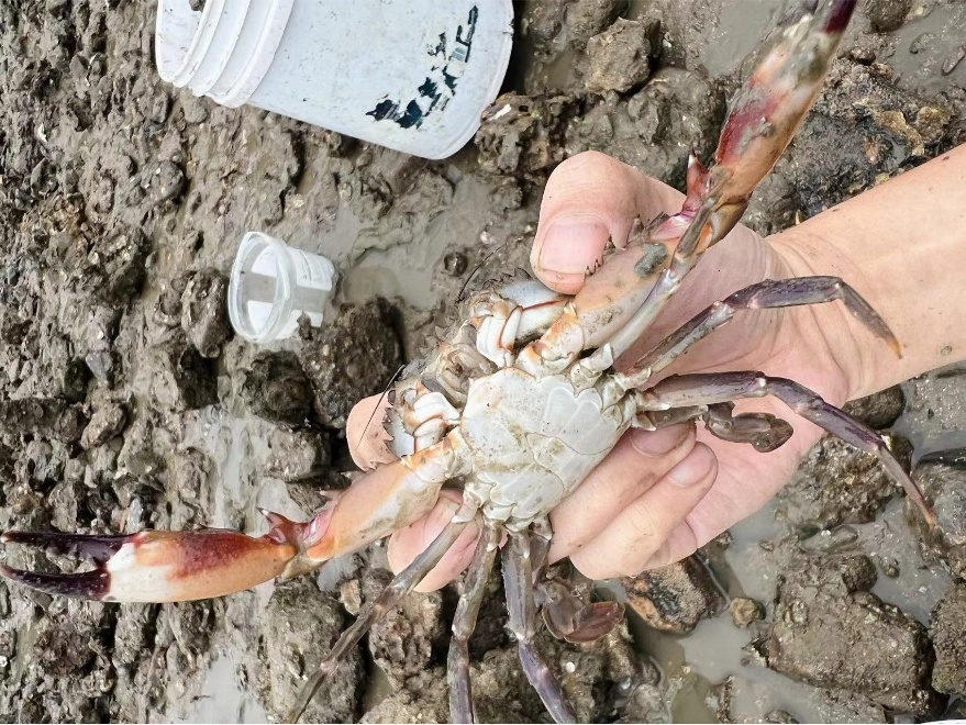 捡海鲜致拇指被击穿?夏天赶海这些生物千万别碰! 捡海鲜致拇指被击穿?夏天赶海这些生物千万别碰!