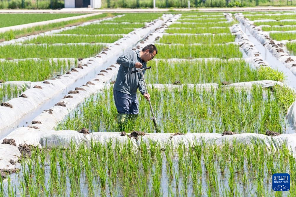 用科技守护黑土稻香——探访中国水稻研究所北方水稻研究中心 用科技守护黑土稻香——探访中国水稻研究所北方水稻研究中心