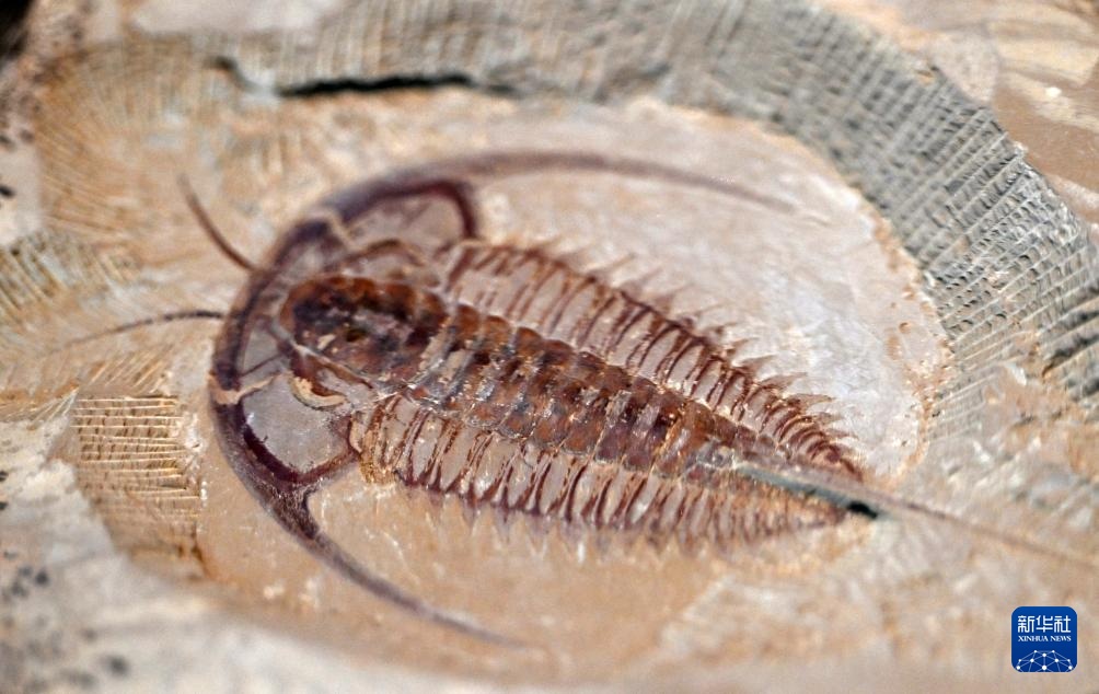 澄江古生物化石亮相国家海洋博物馆