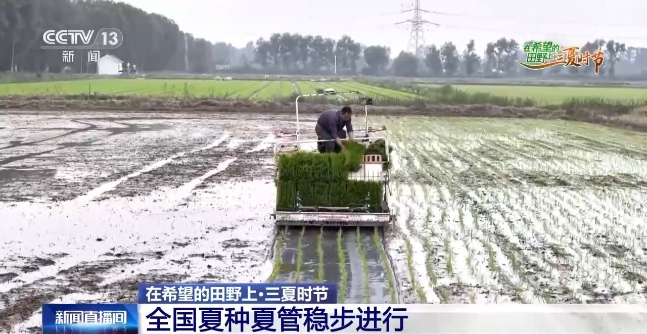 一看二数三称重四“统一” 解锁层层梯田上小麦的丰收密码 一看二数三称重四“统一” 解锁层层梯田上小麦的丰收密码