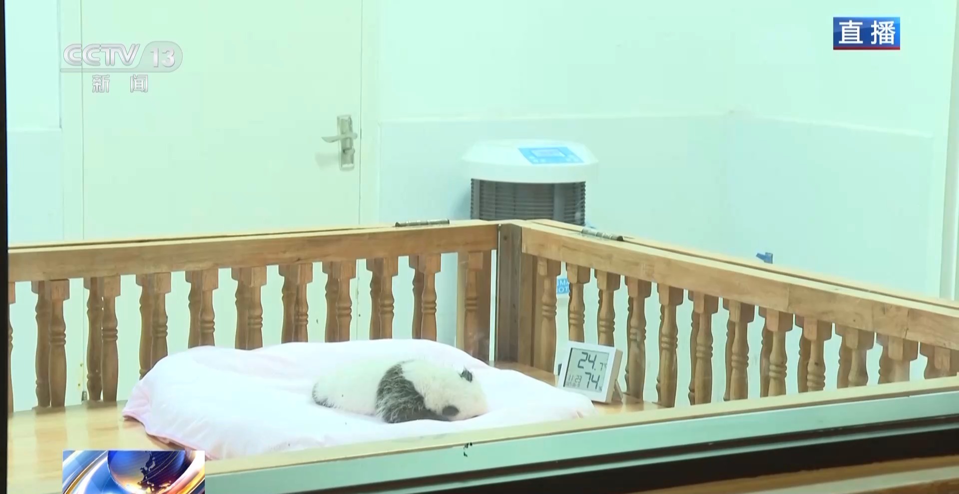 这只新出生的熊猫崽崽也太可爱了吧 这只新出生的熊猫崽崽也太可爱了吧