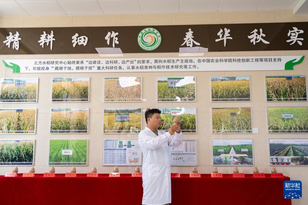 用科技守护黑土稻香——探访中国水稻研究所北方水稻研究中心 用科技守护黑土稻香——探访中国水稻研究所北方水稻研究中心