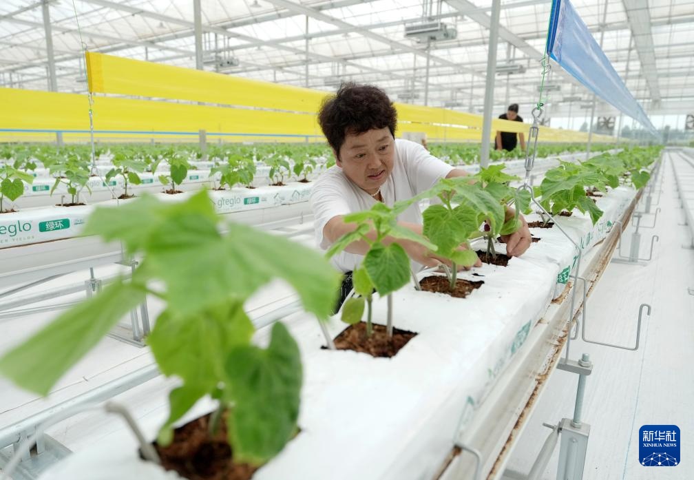 河北卢龙:发展设施农业促农增收 河北卢龙:发展设施农业促农增收