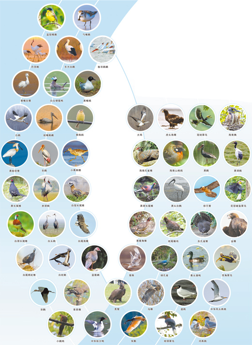 请收藏,这些国家一级保护鸟类图 请收藏,这些国家一级保护鸟类图