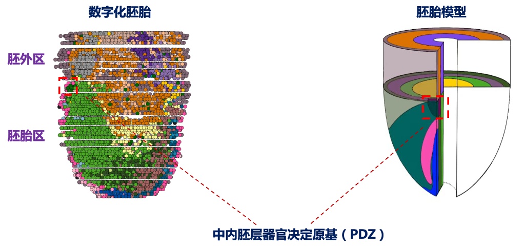 最新研究揭示哺乳动物胚胎早期器官发育“密码”