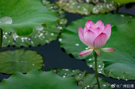 广州4万株夏雨荷绽放 广州4万株夏雨荷绽放