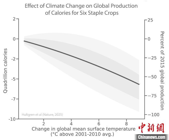 气候变化对主食作物有何影响?研究评估称或致严重产量损失 气候变化对主食作物有何影响?研究评估称或致严重产量损失