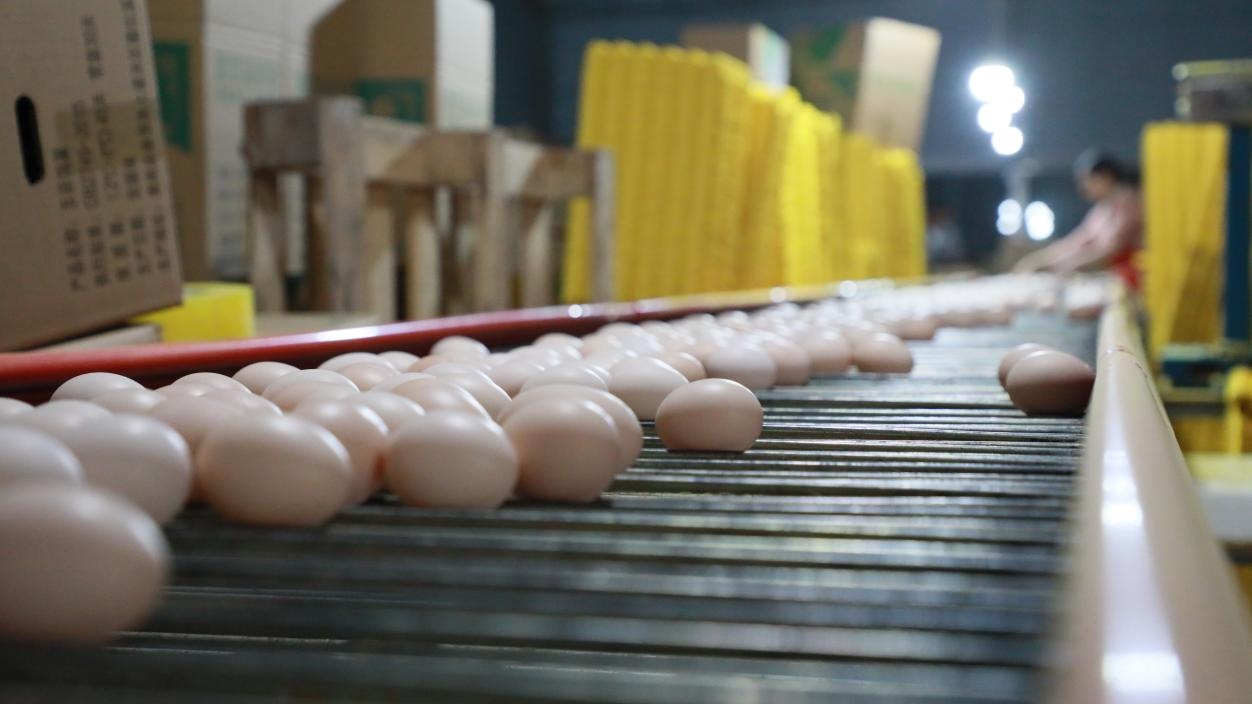 贵州：一枚小鸡蛋撬动乡村振兴大产业