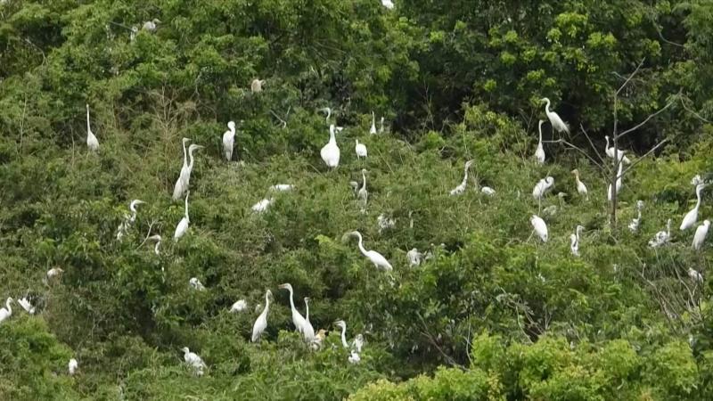 江西南昌:“鹭鸟王国”近2万只小鹭鸟振翅练飞 江西南昌:“鹭鸟王国”近2万只小鹭鸟振翅练飞