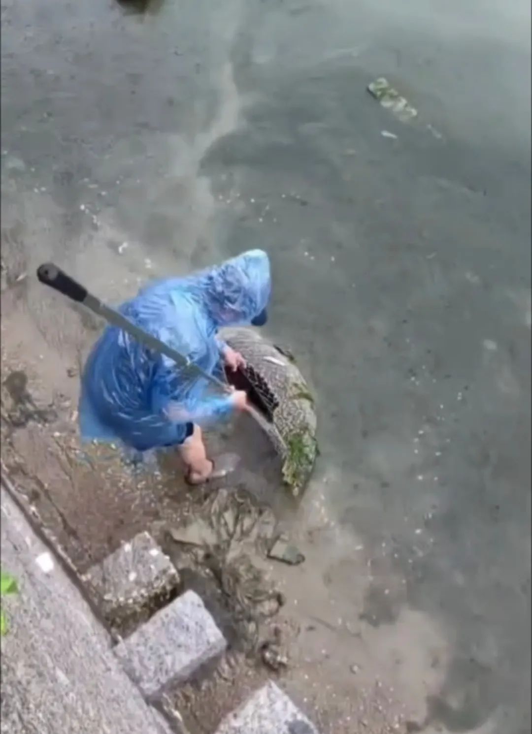 厦门一男子钓到了72斤重的石斑鱼,被人3000元买走,网友炸锅了...... 厦门一男子钓到了72斤重的石斑鱼,被人3000元买走,网友炸锅了......