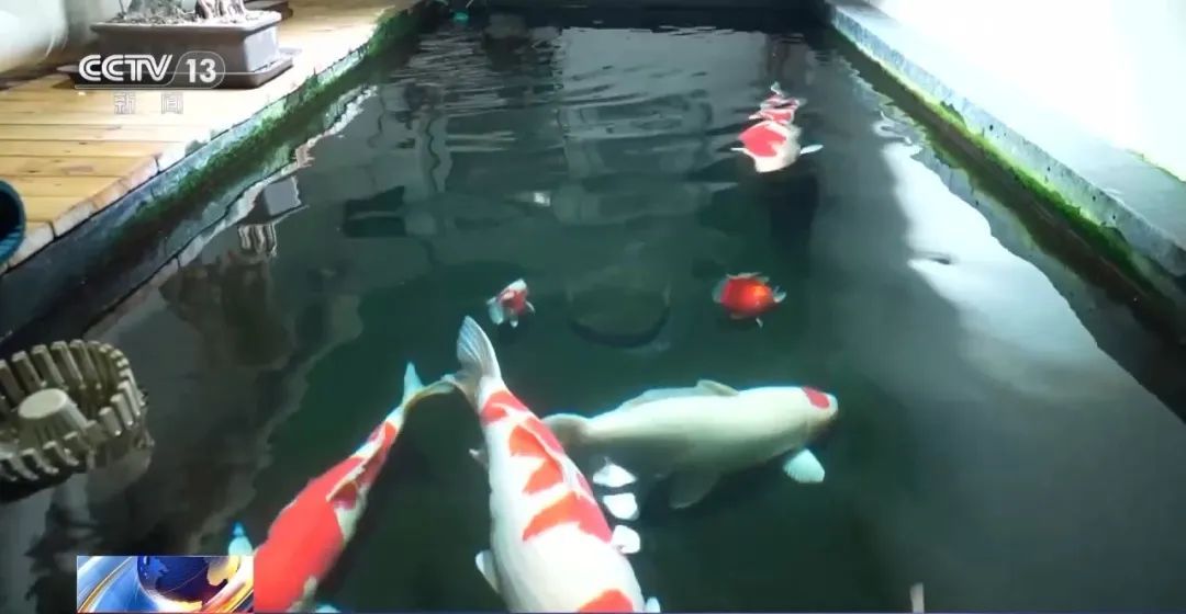 被锦鲤“整疯”!男子将地下室改成大鱼池惹怒邻居 被锦鲤“整疯”!男子将地下室改成大鱼池惹怒邻居