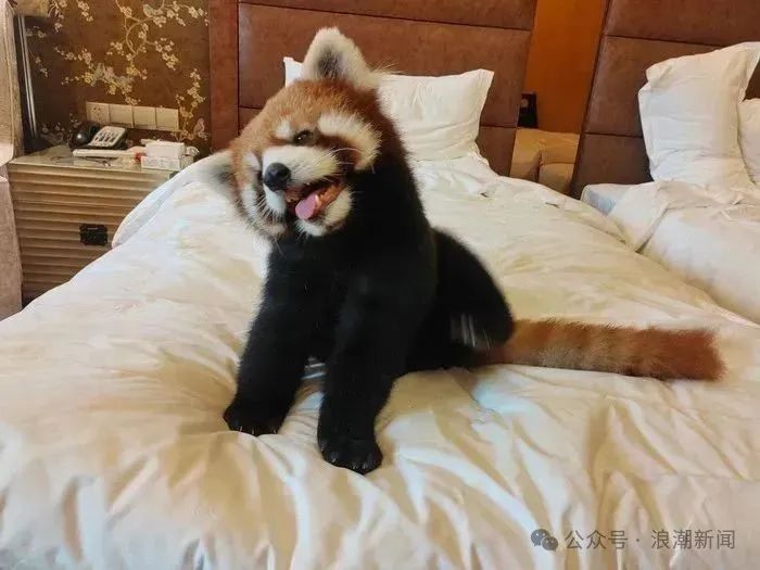 3000元一晚的酒店，这项服务被永久叫停！