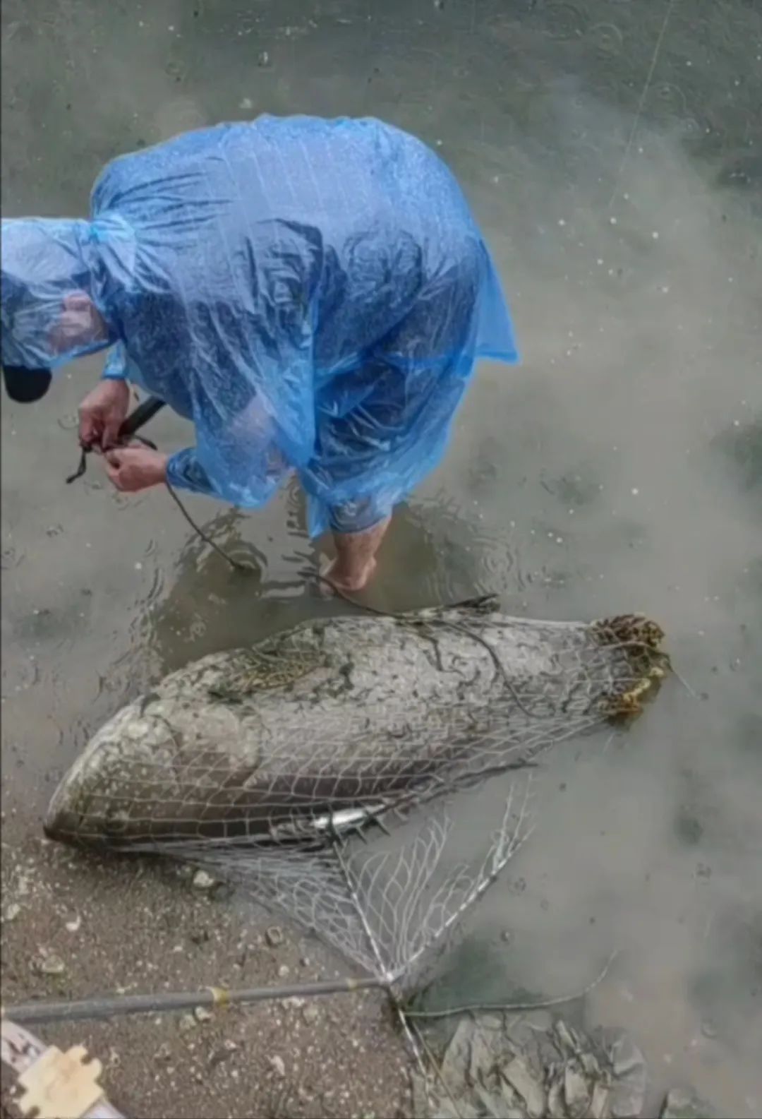 厦门一男子钓到了72斤重的石斑鱼,被人3000元买走,网友炸锅了...... 厦门一男子钓到了72斤重的石斑鱼,被人3000元买走,网友炸锅了......