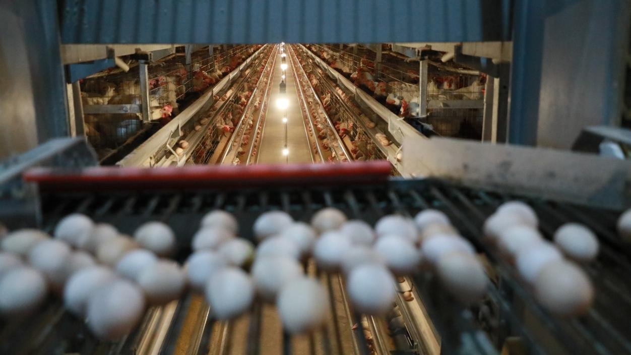 贵州：一枚小鸡蛋撬动乡村振兴大产业