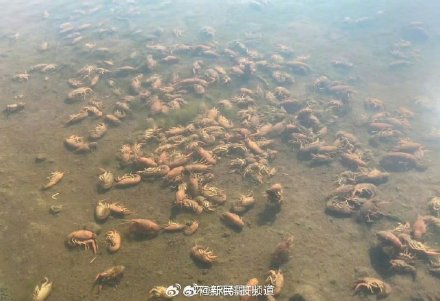 日本稻田里的小龙虾被烫熟了