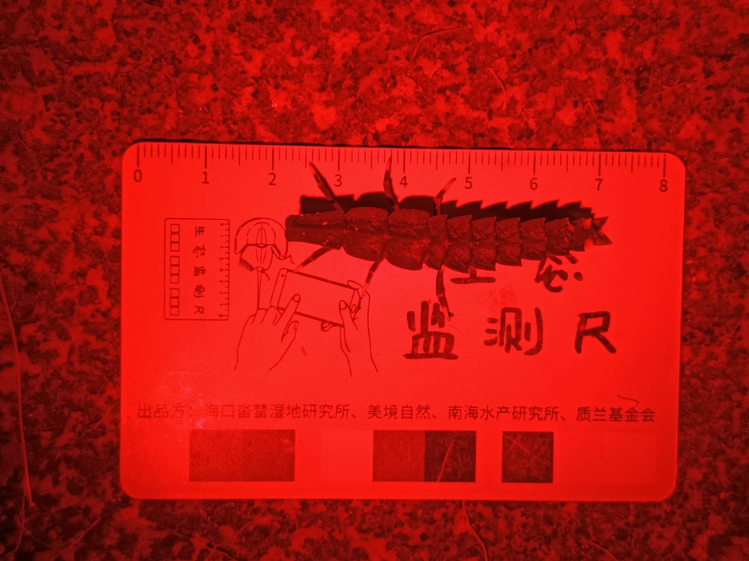 广州萤火虫比往年少？紧急呼吁：别再捉了！